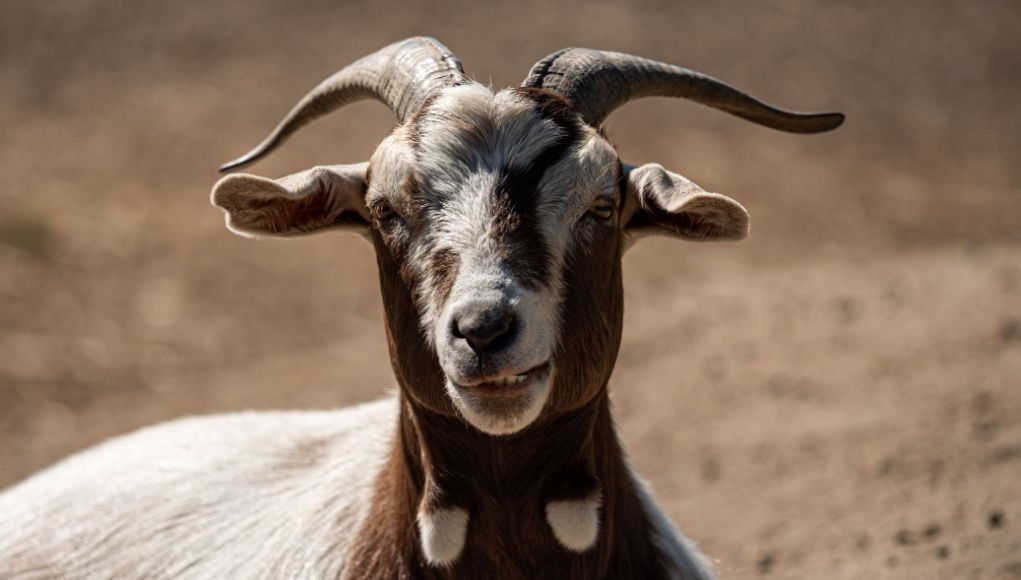 why do goats grind their teeth featured image