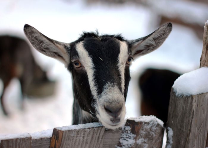 winter goat breeds