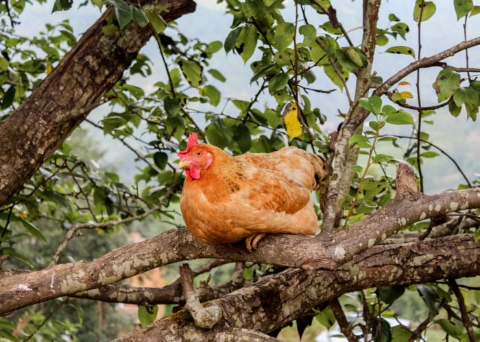 Hen Roosting on a tree branch - chicke roosting bar ideas