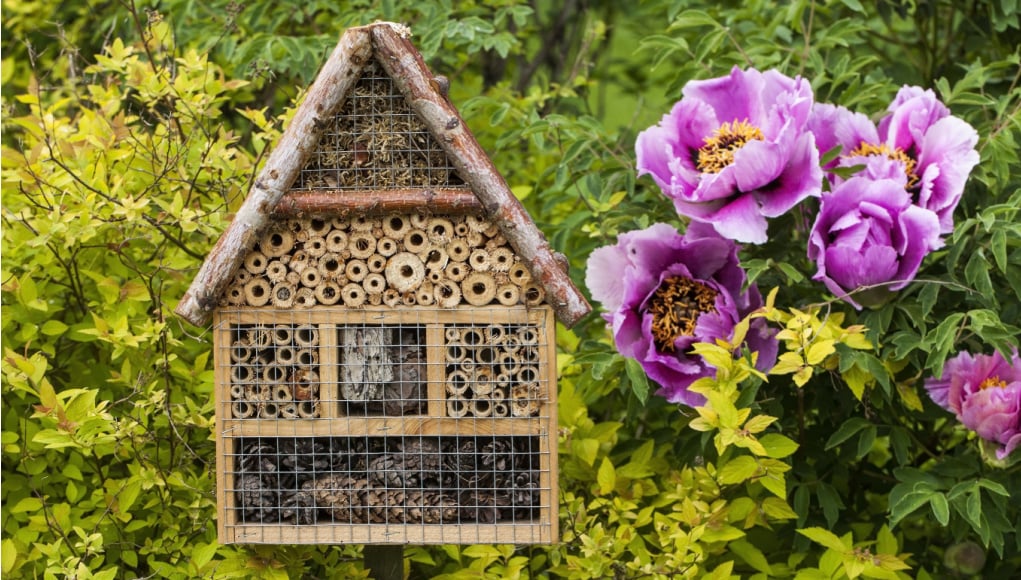 How to make a bee garden