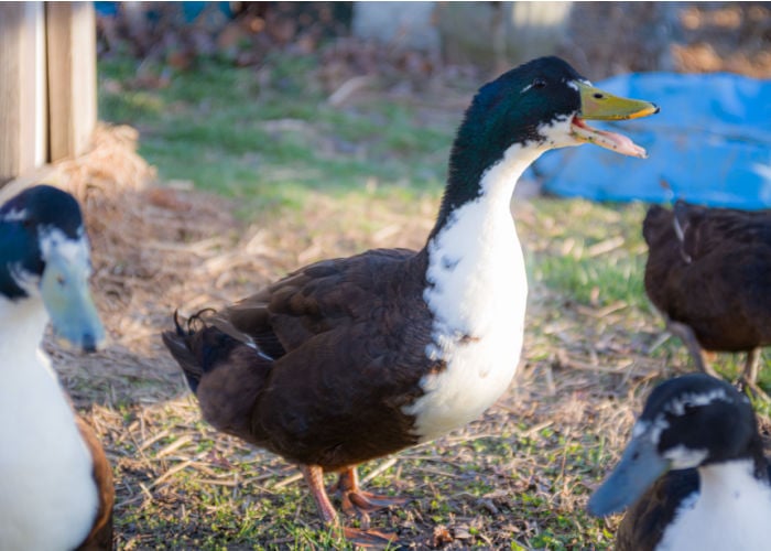 How to tell if a duck likes you: Quacking