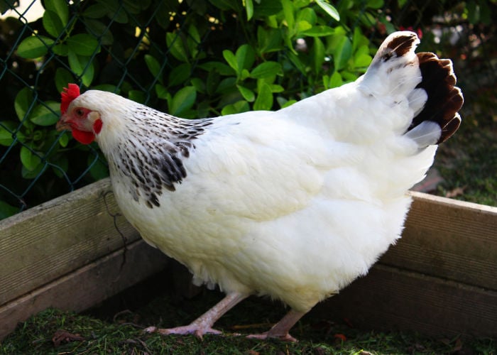 白色和黑色的鸡品种:轻苏塞克斯