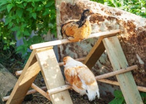 chickens roosting outdoors on makeshift jungle gym