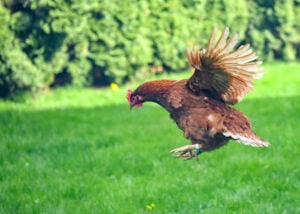 轻浮的鸡——最适合捕食者的鸡品种
