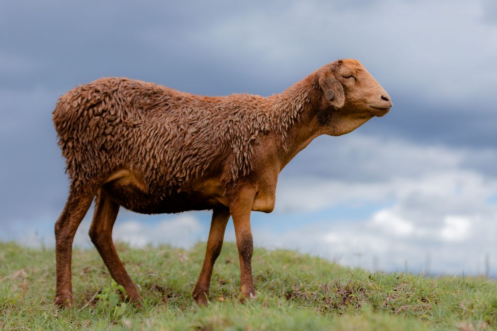 来自肯尼亚的马赛红羊