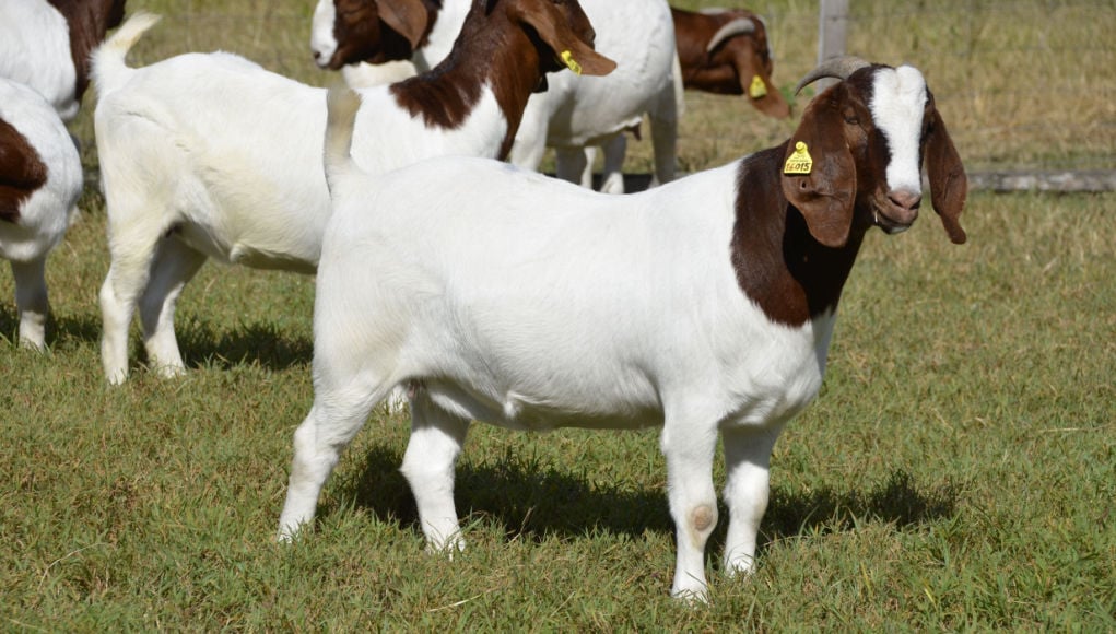 世界上最昂贵的山羊品种