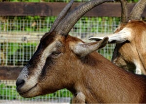 toggenburg goat with horns