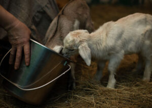 weaning baby goats