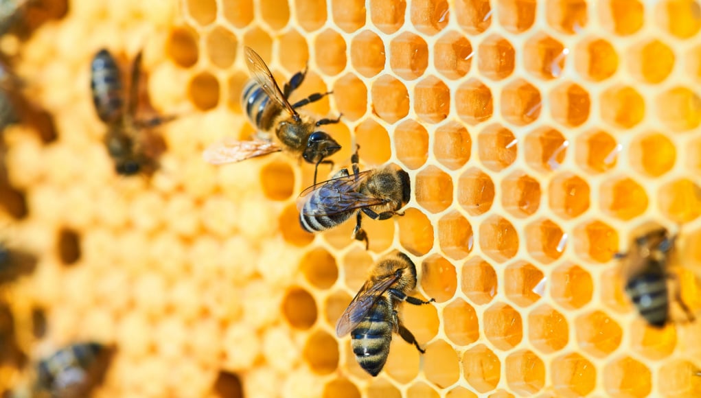 How Do Bees Make Honey - step by step