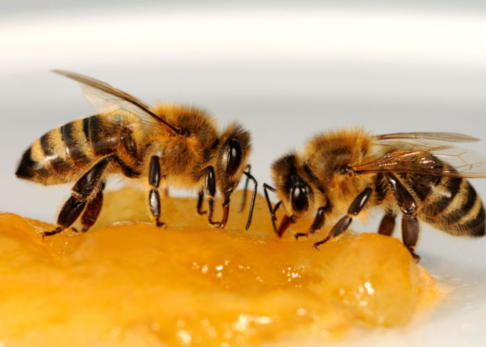 蜜蜂如何酿蜜
