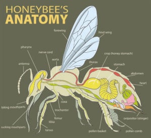 蜜蜂解剖学