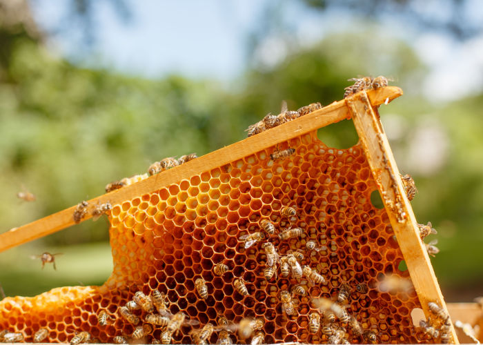 蜜蜂为什么产蜜