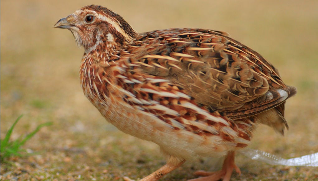 coturnix quails