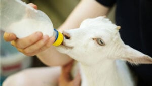 用奶瓶喂养山羊宝宝——把山羊宝宝和妈妈分开