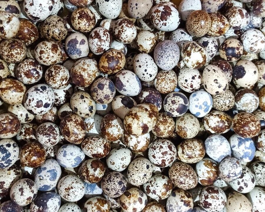 coturnix quail eggs