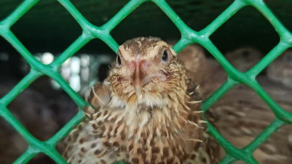 coturnix quail in a cage