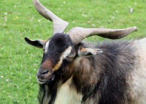 Arapawa goat - weird goat breeds