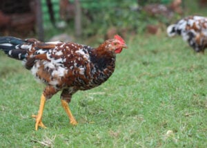 博斯菲尔德鸡-最好的沙漠鸡品种