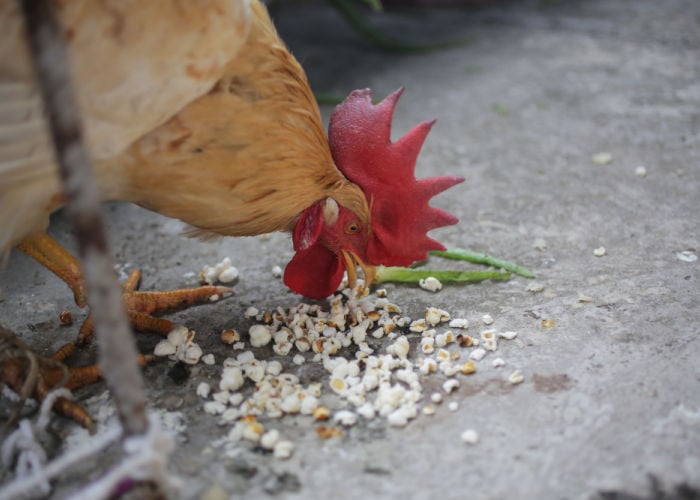 Can Chickens Eat Popped Popcorn? - Rooster eating in the backyard