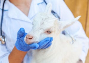 Dealing with Goat Pneumonia