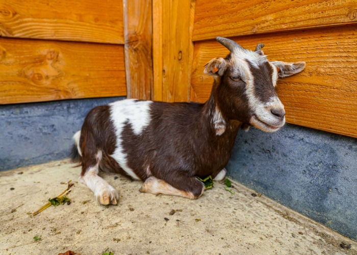Goat with pneumonia won't get up