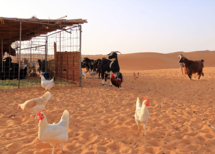 best desert chicken breeds featured image