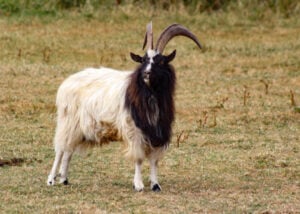 Bagot goat