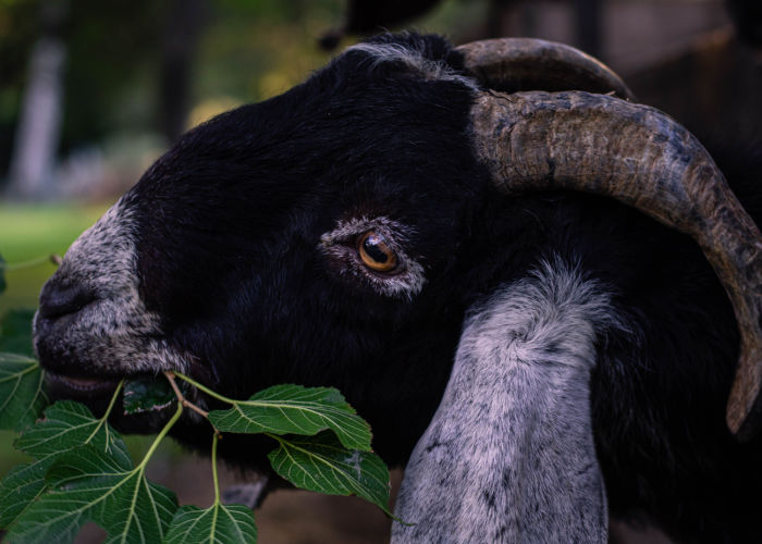 Exotic Goat Breeds: Anglo-Nubian Goat