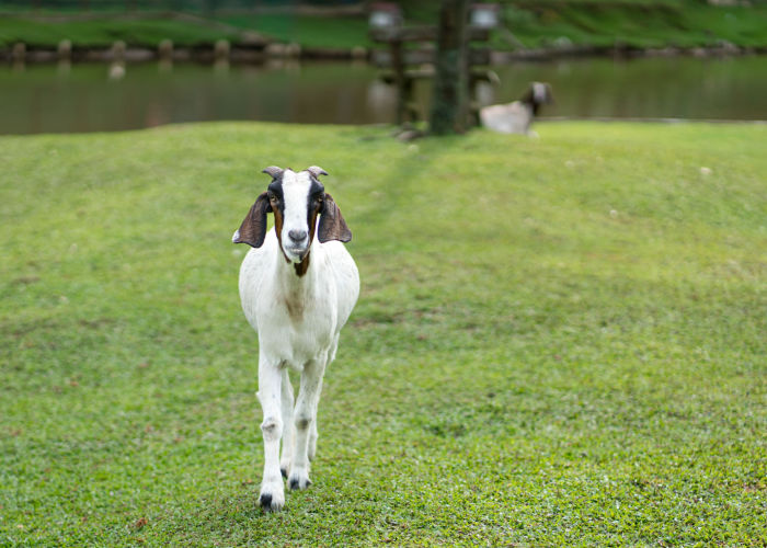Exotic Goat Breeds: Nubian goat