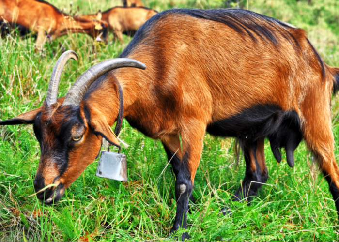 Exotic Goat: Brown Alpine