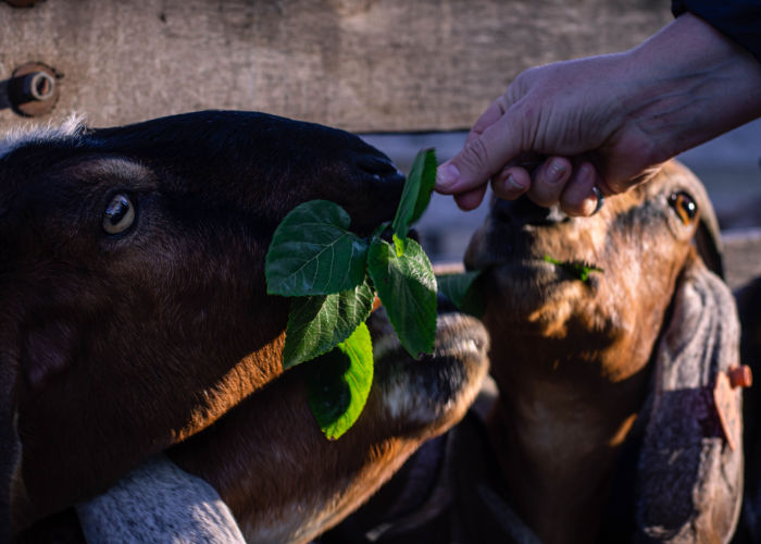 Feeding Anglo-Nubian goats