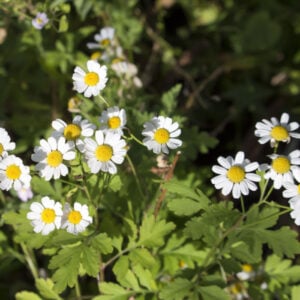 小白菊——不吸引蜜蜂的多年生花
