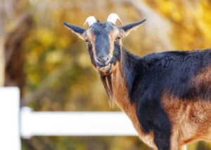 Hardy Goat Breeds: San Clemente Goat