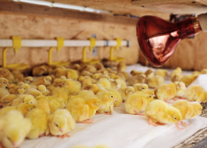 How To Raise a Quail Chick: Set Up a Brooder