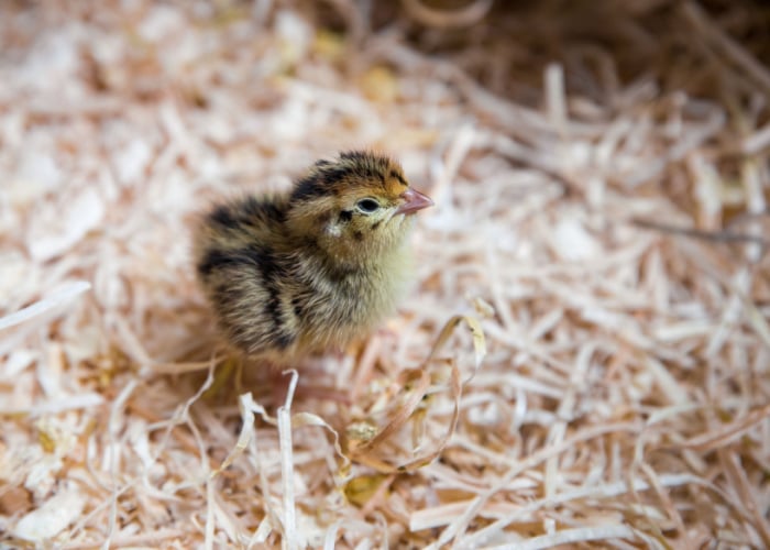 How to Raise Quail Chicks: Provide a Bedding