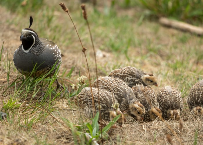 Raising Quail Chicks with their Mother