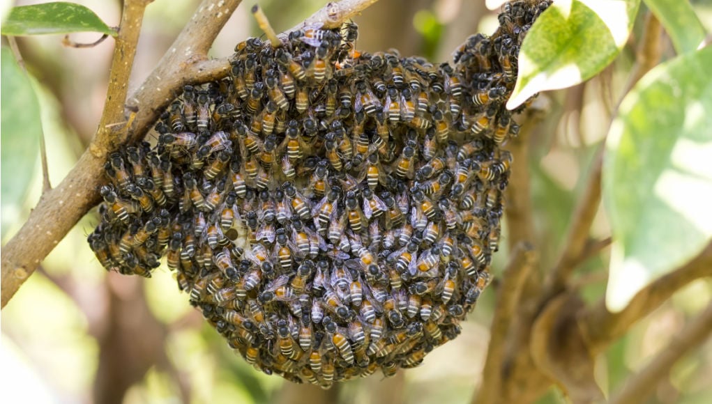 How to get rid of a bees nest