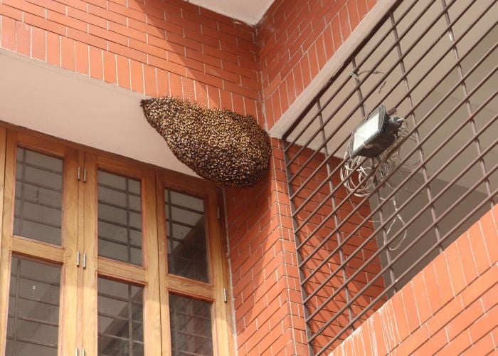 如何去除墙上的蜂巢
