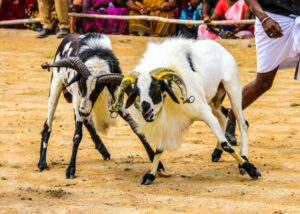 Madurai Goats