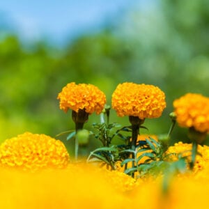 万寿菊——蜜蜂不喜欢的花