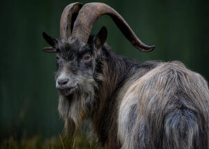 Old Irish Goat