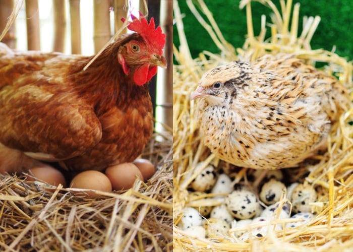 鹌鹑蛋vs鸡蛋