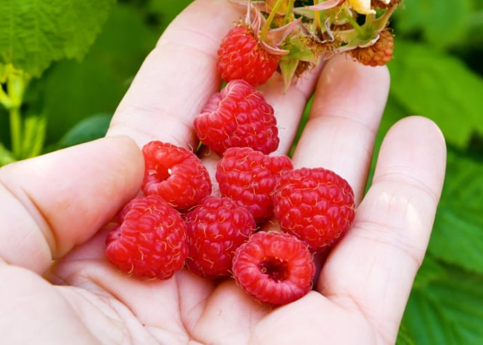 Raspberries for chickens