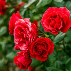 红玫瑰——不会吸引蜜蜂的美丽花朵