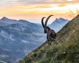 Alpine Ibex – Capra Ibex Wild goat breed