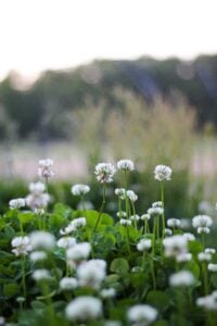 White clover is safe for chickens to eat, but in moderation