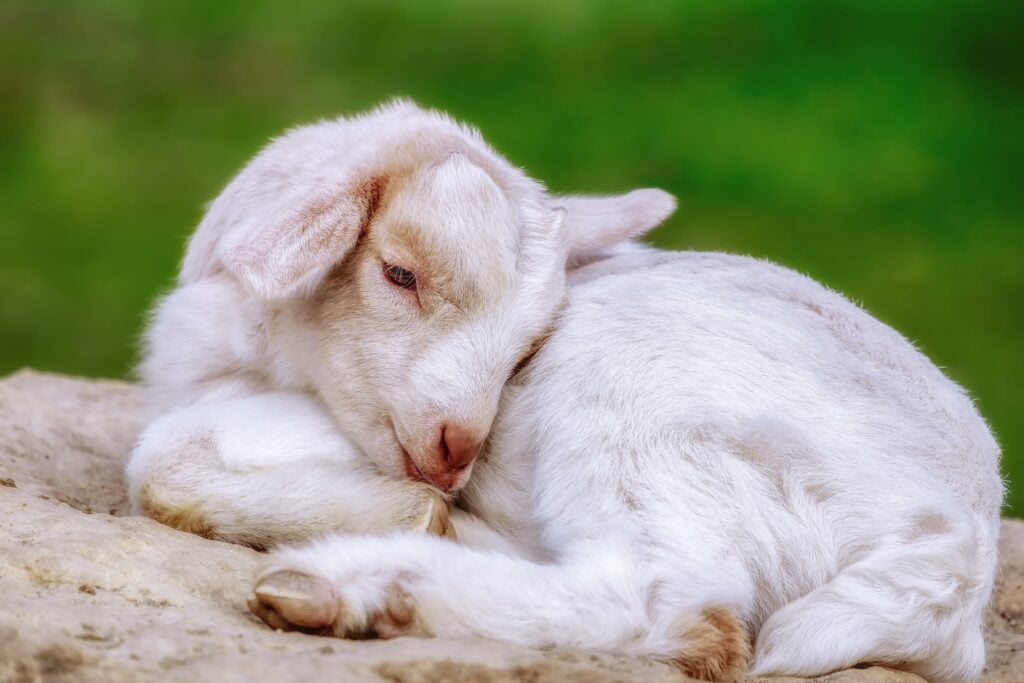 baby goats dying featured image