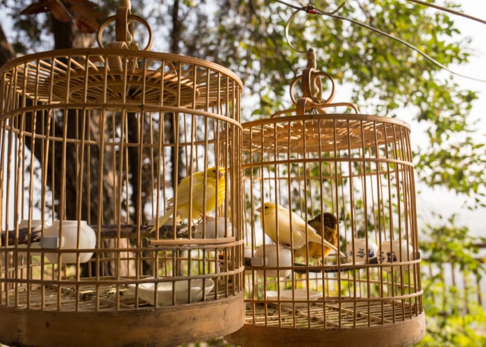 light for bird cage