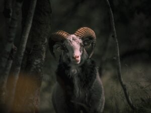 Walia Ibex — Capra Walie wild goat breed