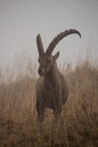Spanish Ibex – Wild Goat Breed